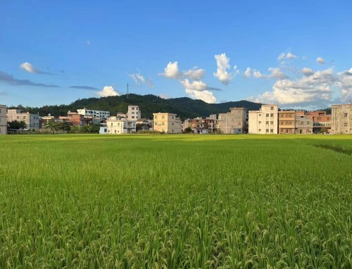 写给老师的道歉信模板7篇范文