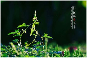 白露节气吃什么食物好_白露的饮食养生注意事项